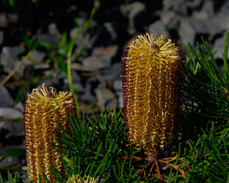 Banksia spinulosa Cherry Candles